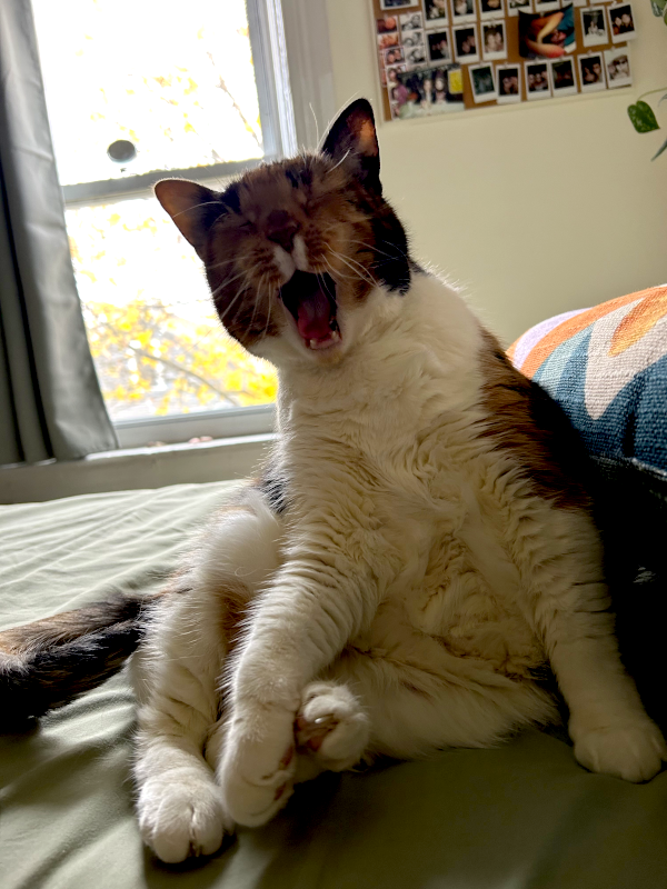 Photograph of my cat
